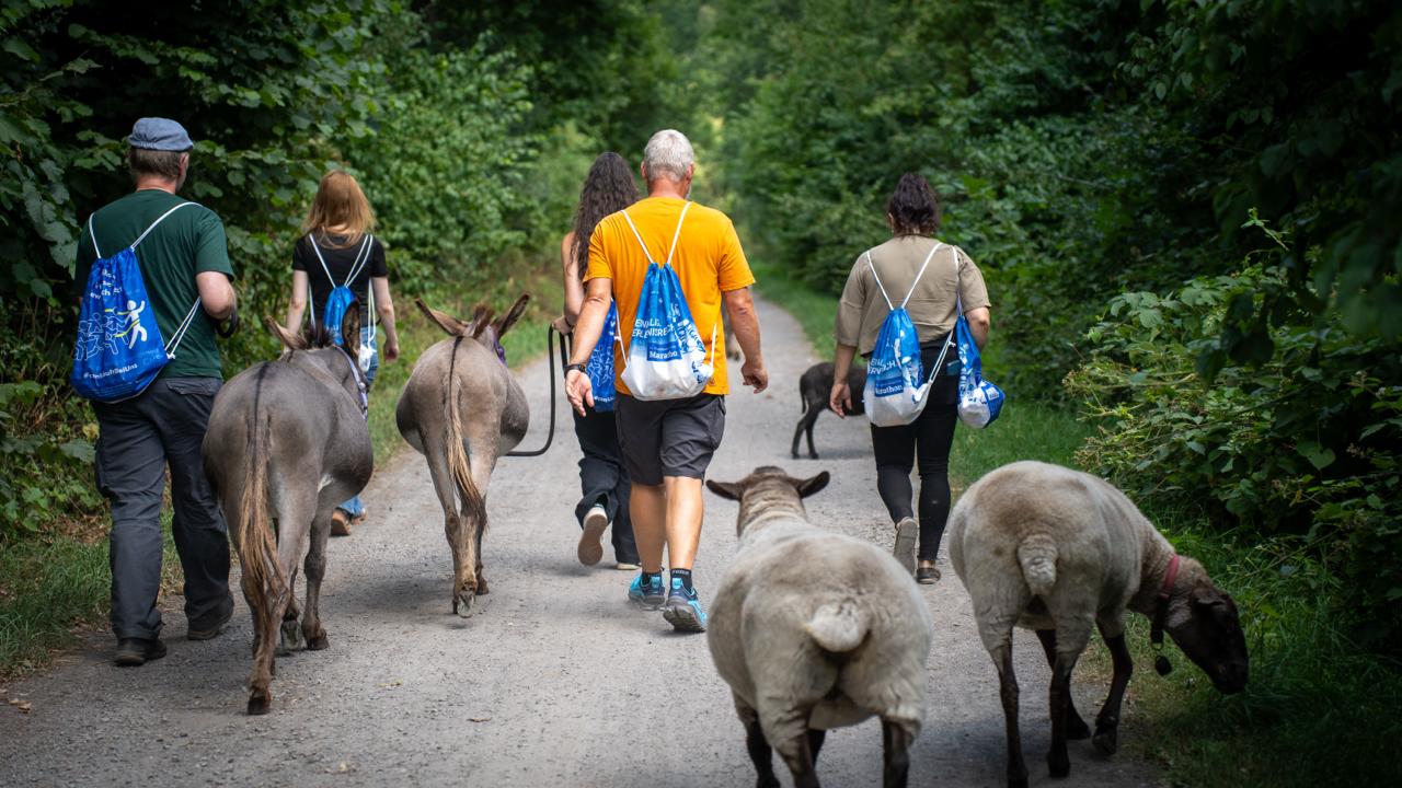 Teamtag mit Eselwanderung